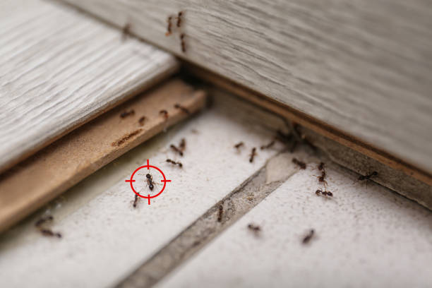 Best Emergency Pest Control  in Green Valley, CA