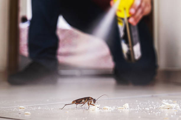 Best Wasp Removal Services  in Green Valley, CA